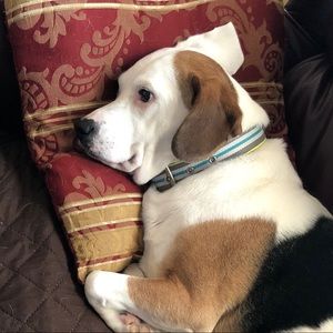 Meet your Posher, Cami